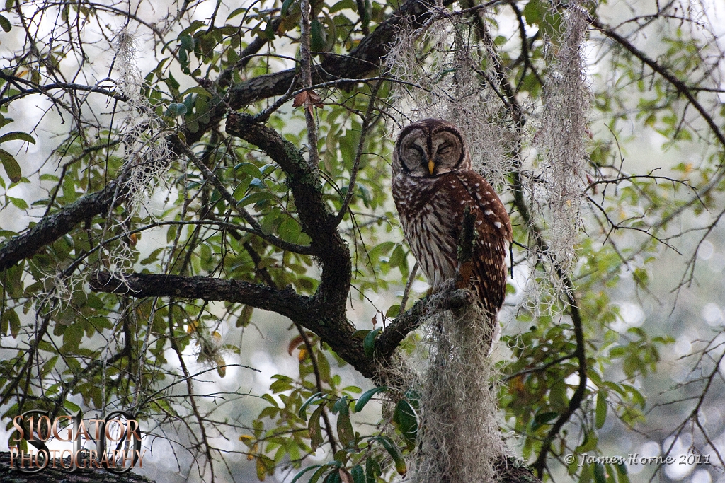 Barred owl-01-091811.JPG